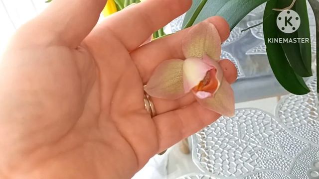 #Орхидея Легато:ТАКОЕ цветение я ждала 5 лет!?Шок и восторг 8 Марта!?