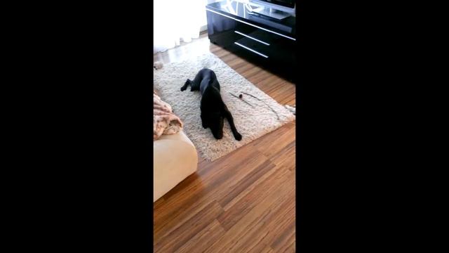 Thai Ridgeback Dog - Тайский Риджбек - Dog done wrong