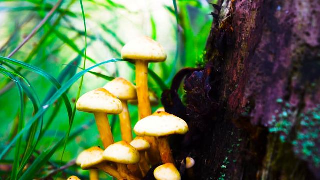 MUSHROOM (Грибы)