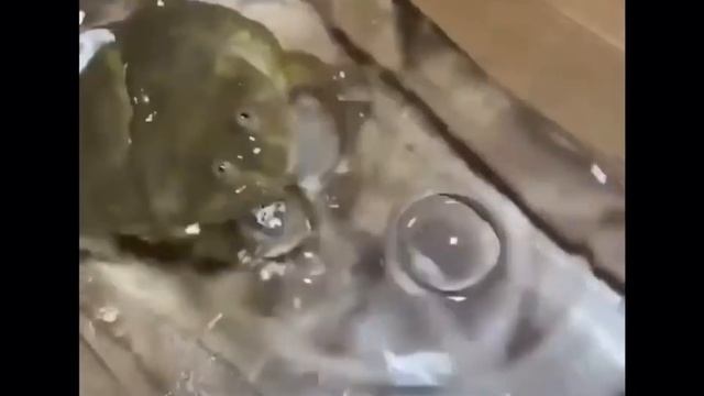 Screaming frog in water meme