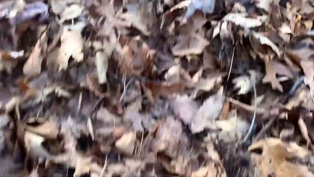 Изучаем язык природы вместе с мастером-полиглотом Олегом