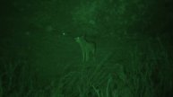 The Deadly Edge, Night Vision, 9mm Tracer Kills