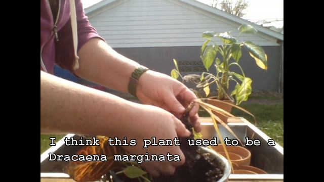 Saving My Grandma's Plants
