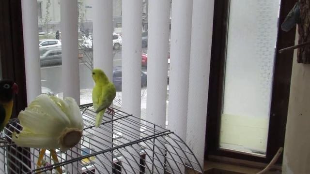 Неразлучник и волнистый попугай. Lovebird and budgie.