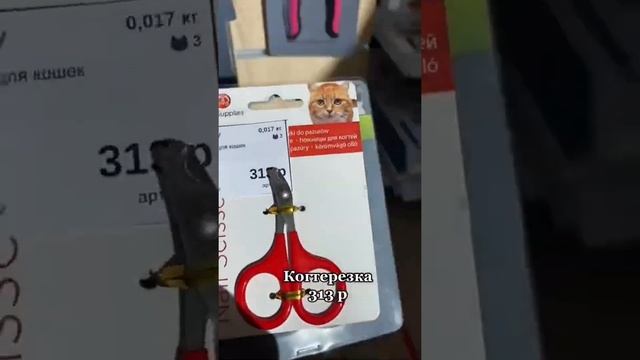 Что нужно купить перед появлением котенка?
