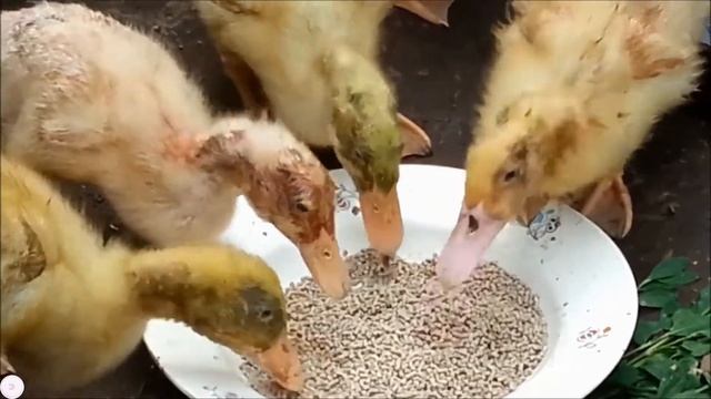 Кормление бройлерных утят