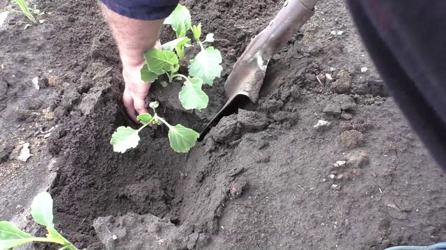 Высаживаю рассаду белокочанной капусты на постоянное место