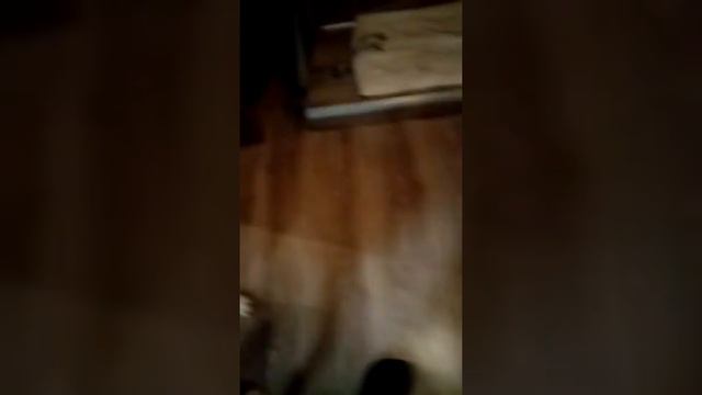 Coбака Тобик