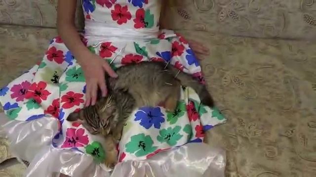 девочка лечит кошку иглоукалыванием