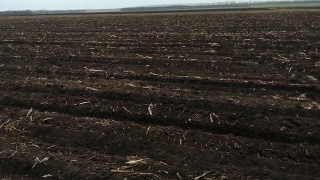 6 052021 посев подсолнуха Суоми НХ81220 Сенгента под Экспресс
