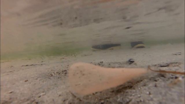 stalked lugworm egg masses