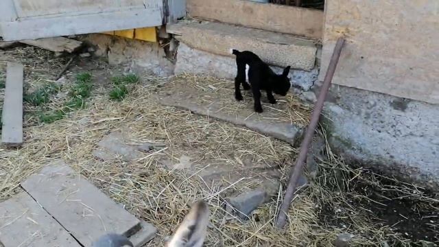 камерунские козы.Козочка. 30.04.2022