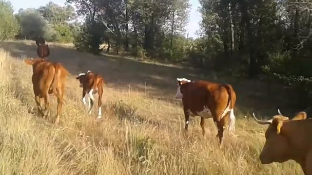 Любимое лакомство коров.