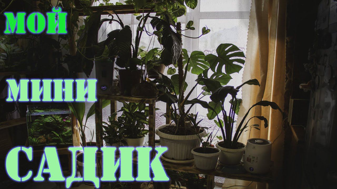 Спатифиллум Сенсация что с ним