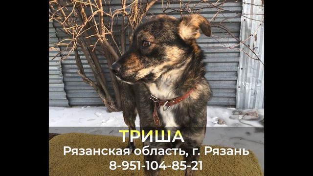 Пропала собака ! ТРИША , Рязанская область , г. Рязань