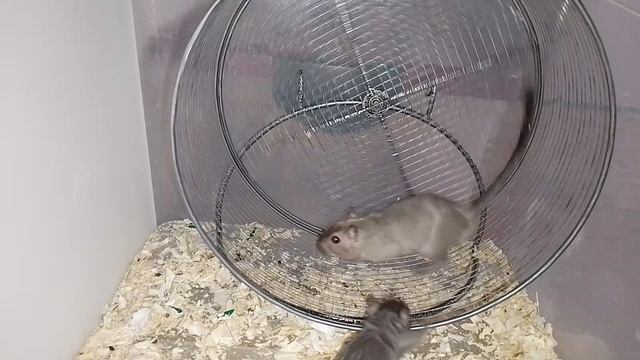 Песчанки катаются в новом большом колесе (1 часть)