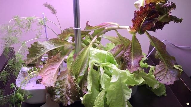 Walmart Plant Restock & Gardening Clearance Finds (60-90% Off) | Plant Shopping With Me October 202