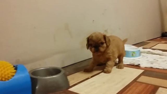 Кинг Чарльз спаниель