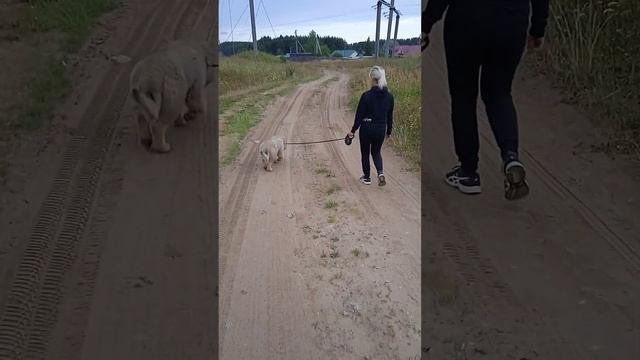 первая прогулка щенка кавказской овчарки в 3 месяца