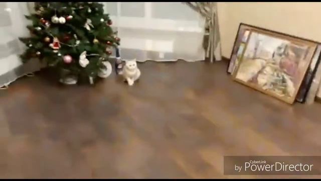 Квест на мой день рождение