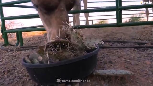 Такое Редко Увидишь! Эти Видео Повезло Снять на Камеру
