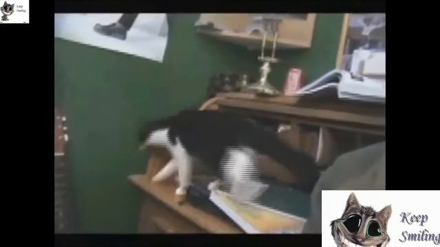 Очень смешные животные Улетные моменты