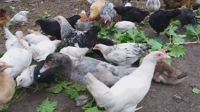 Цыплята / индоутята / гусята / я не знаю сколько их у меня /