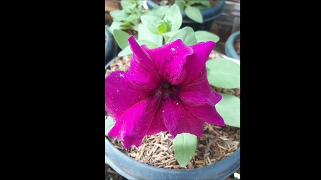 PETUNIA || Petunia flowers all colors