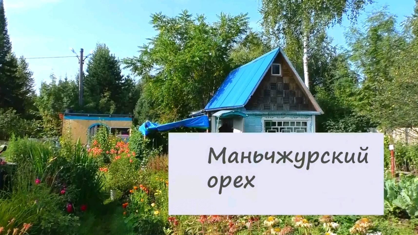 Дачные дела Маньчжурский орех