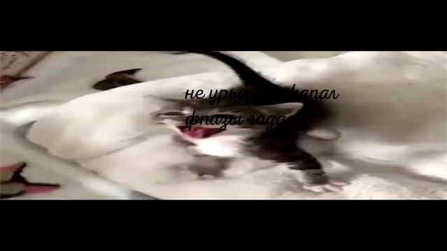 корм для моего кота феликс