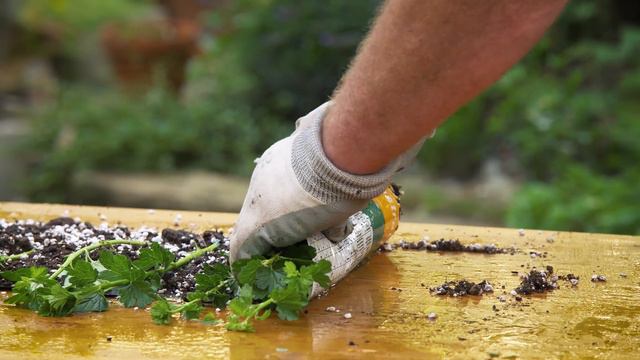 Einfach Pflanzen vermehren mit Stecklingen im Garten! 🌱