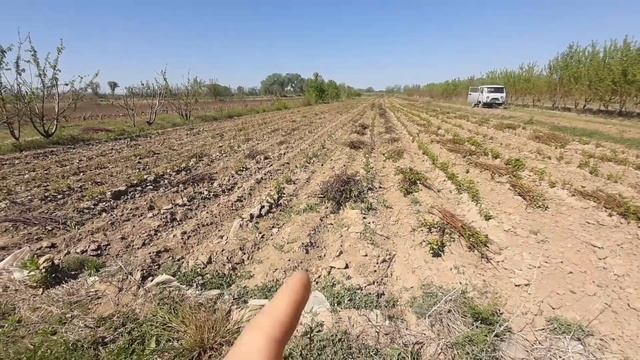 Поле, канал, арык, обрезать. Глухих новости. Deaf news.