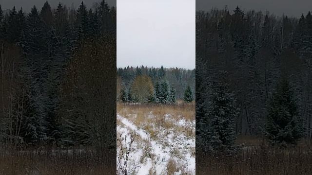Чудесный зимний лес!!!))) #рекомендации #тренды