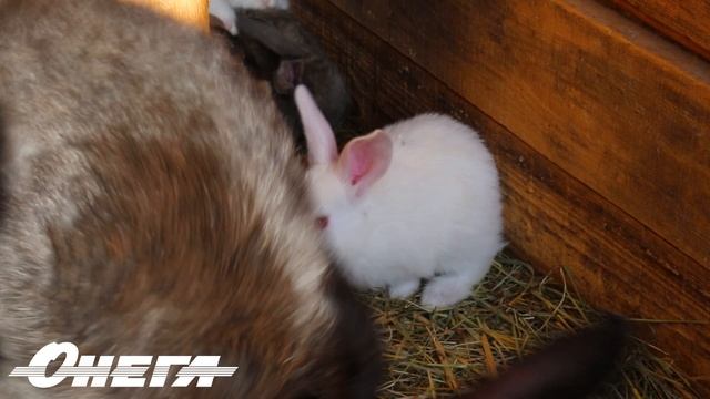 Кролик Роджер и другие на ферме "В гостях у Марси" (г. Онега)