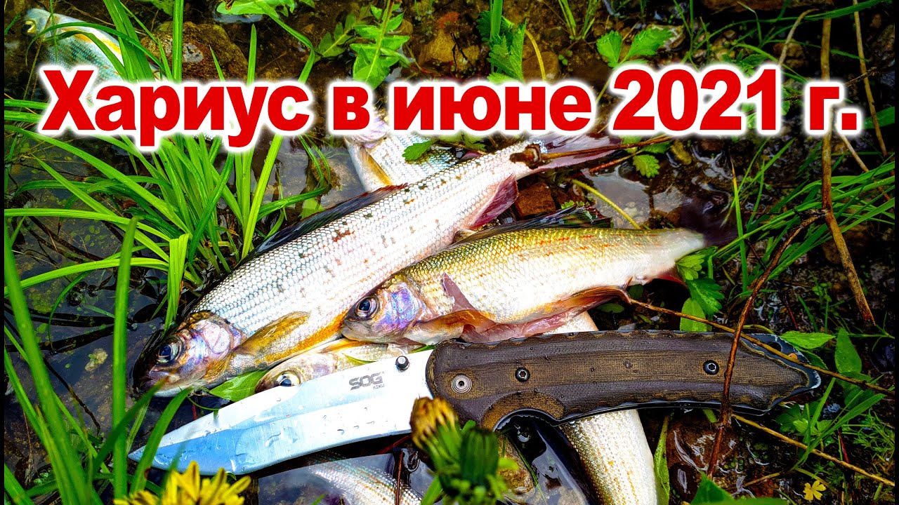 Рыбалка на хариуса в начале июня 2021 года. река Малиновка.