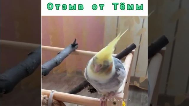 Отзыв от Тёмы