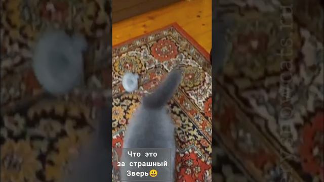 Ух, какой то страшный зверь
