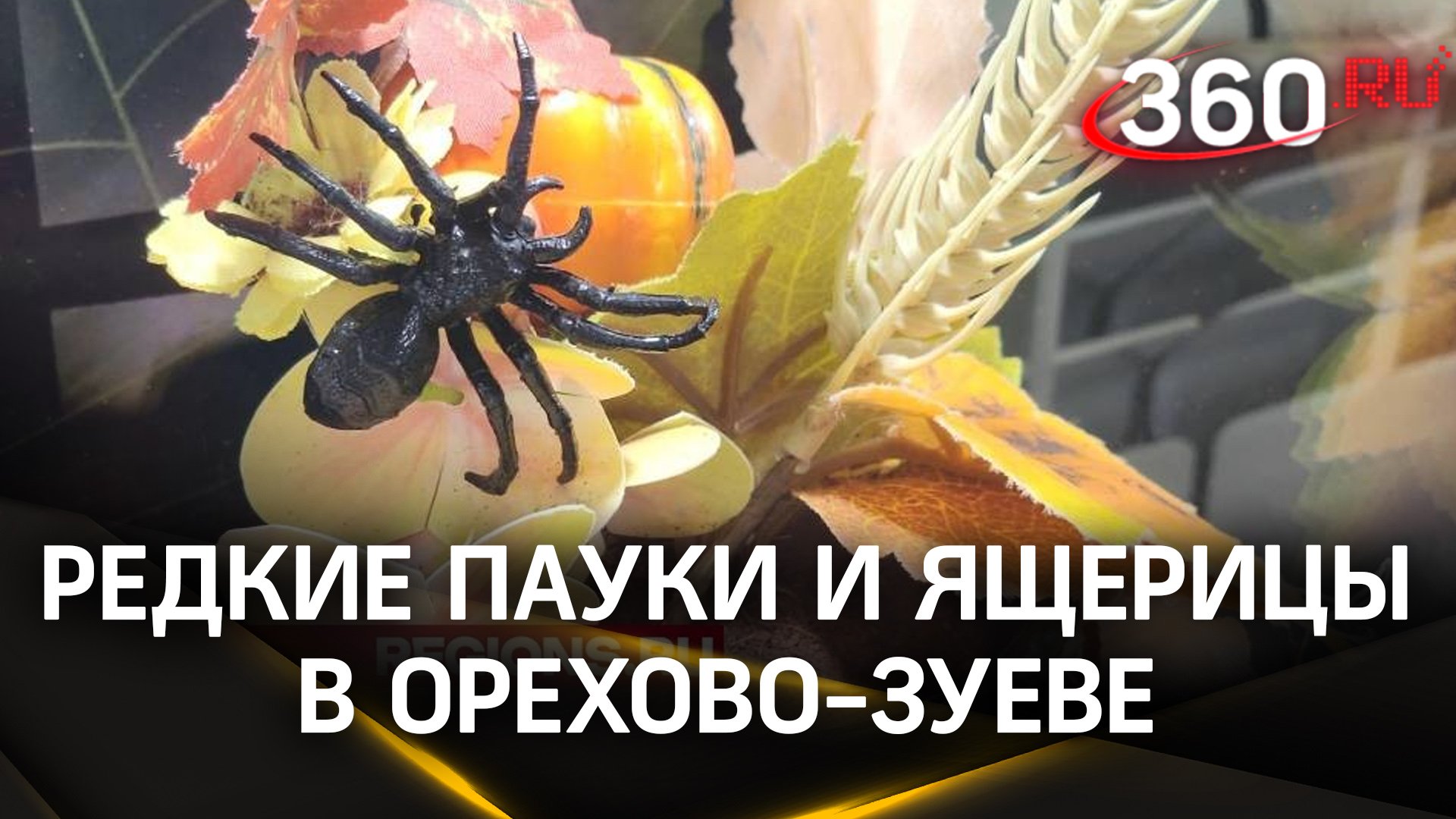 Редкие пауки и ящерицы в старинном особняке Орехово-Зуево