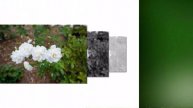 FLOWERS of the World GARDEN Gardenias Gardenia jasminoides flower 2023 #54