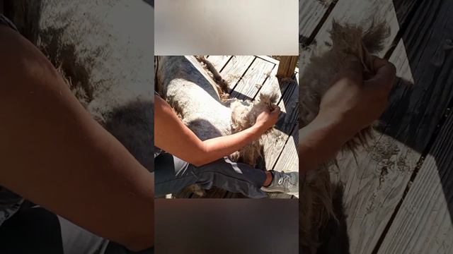 Grooming A Irish Wolfhound!!!