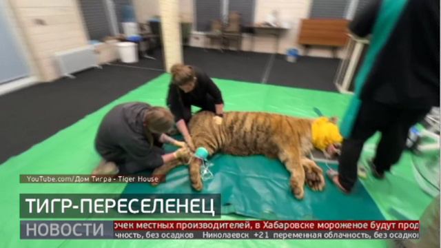 Тигр—переселенец. Новости. 30/05/2024. GuberniaTV