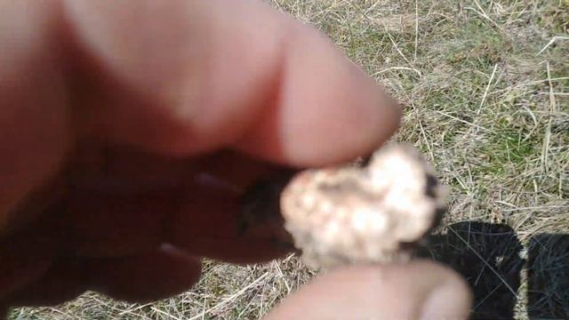 STEPSKI SMRČAK 2. DEO - Samo smrčci i magarci Morchella steppicola part2