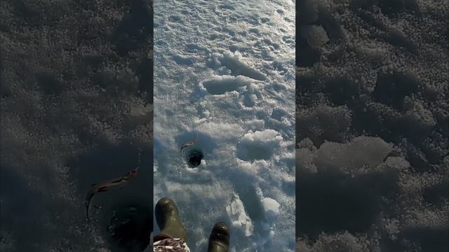 2 мая. рыбалка со льда