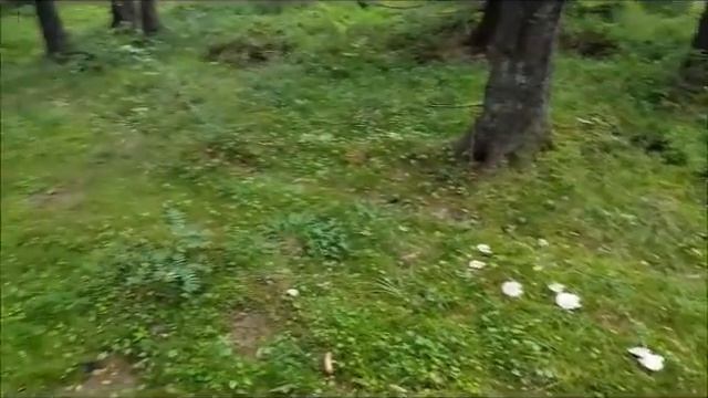 Czarci krąg - Naziemek białawy