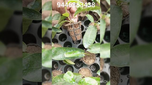 Alamanda plants lucky draw winners from 250 orders✌️✌️congratzzz..