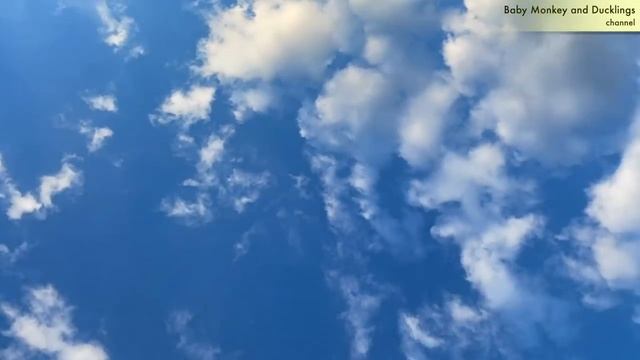 Веселые утки бегут.