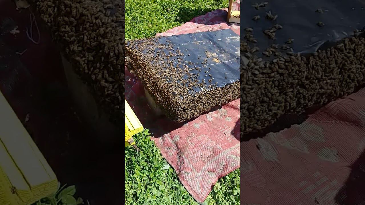 тюменская область