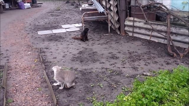 Я Её Потеряла... Не Могу Найти. Как Быть ? Пытаюсь.