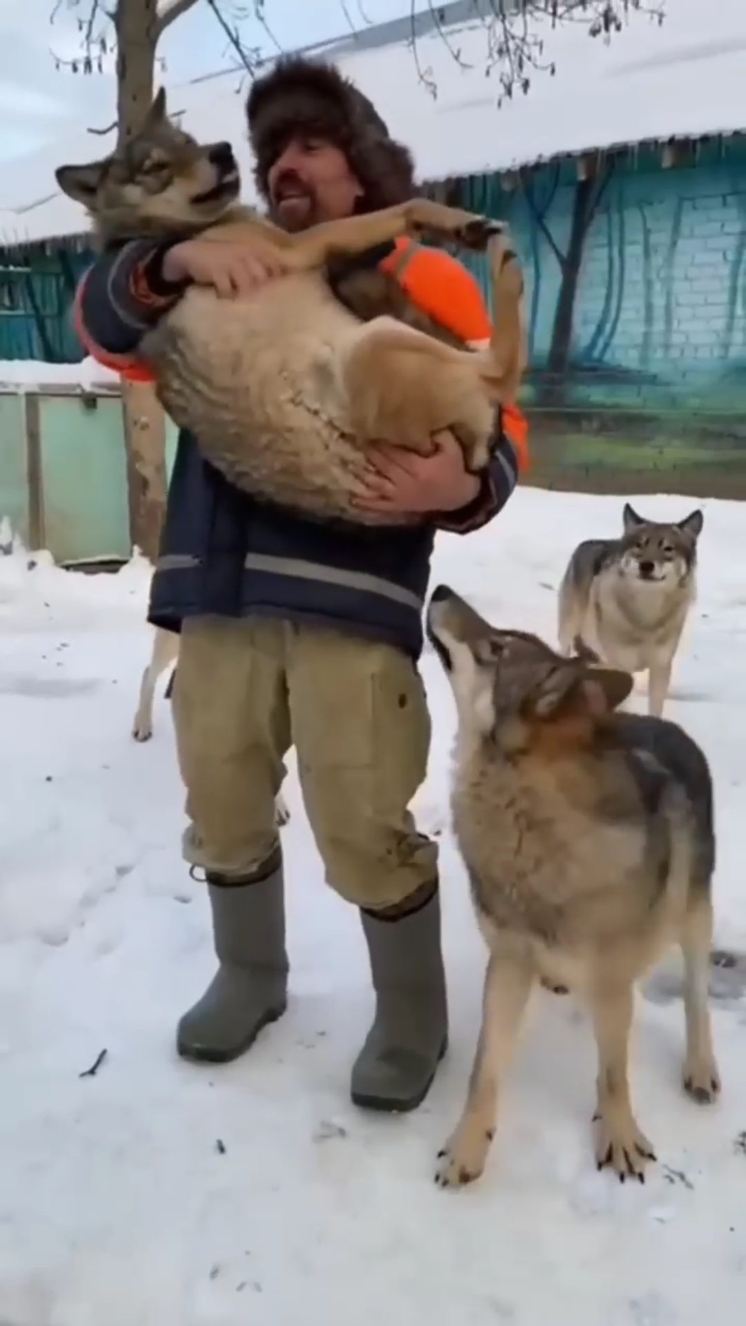 Что сделал этот волк после...