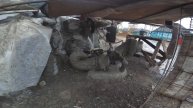 скульптура из бетона . техно собака. обзор работы скульптуры динозавра..